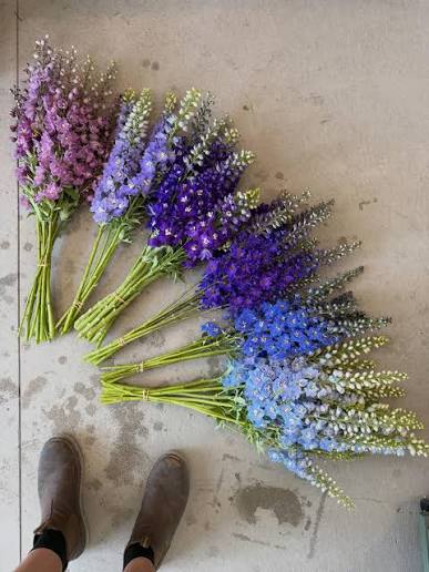 Dutch delphinium in mixed colours