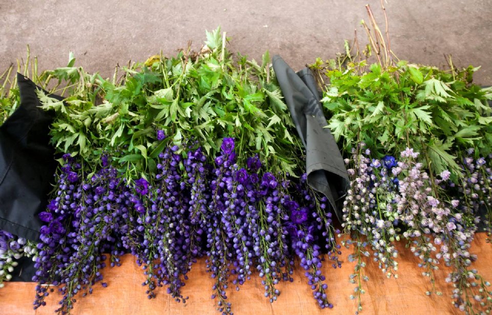 Bunches of Dutch delphinium sorted by colour