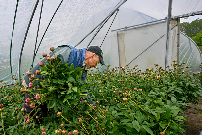 Ahmed selecting peonies with a Dutch grower