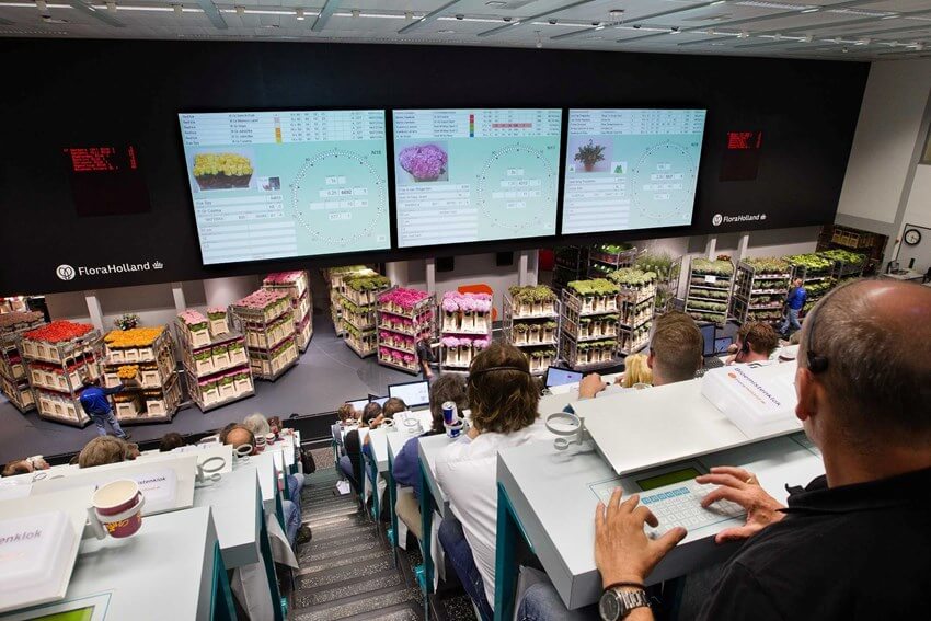 Buyers at the Royal FloraHolland auction clock in the Netherlands
