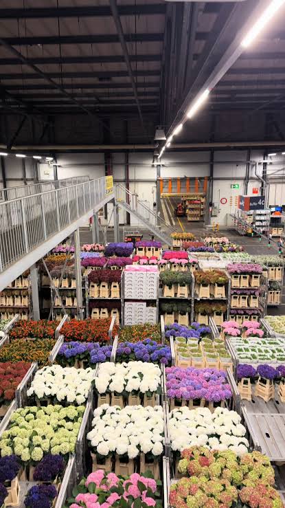 Trolleys of fresh flowers on the Royal FloraHolland auction floor