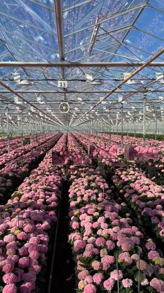 Blue hydrangeas at the grower