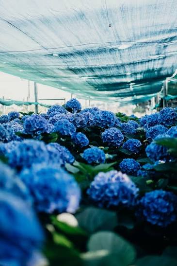Blue hydrangeas growing at a Dutch grower