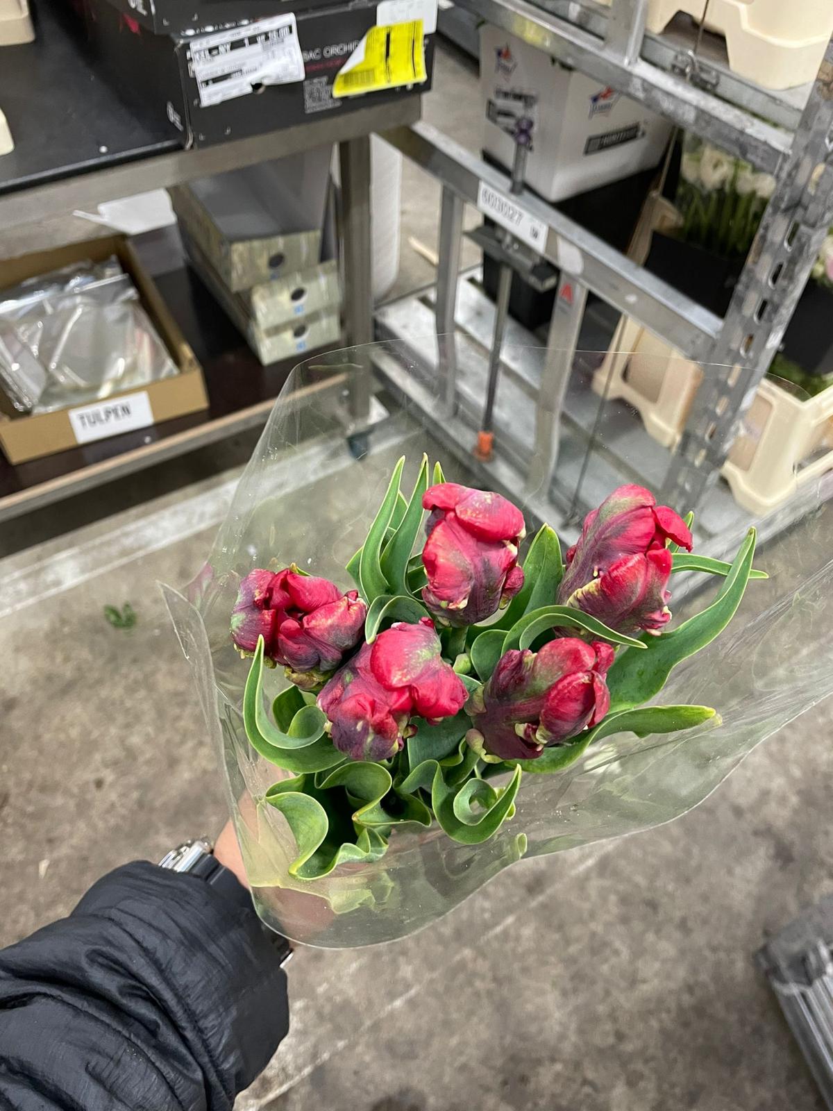 Dutch parrot tulips fresh from the grower