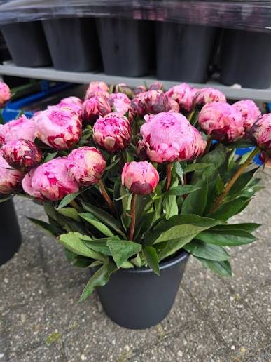Freshly cut Dutch peonies in a bucket at the grower