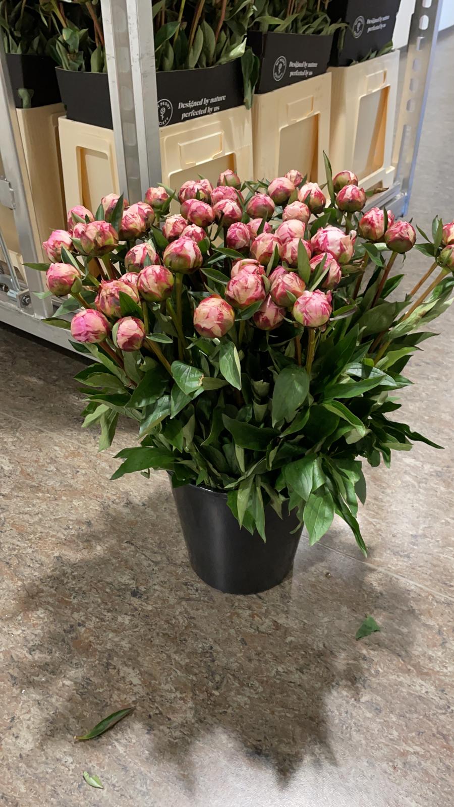 Peonies straight from the Dutch grower